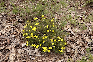 APII jpeg image of Hibbertia acerosa  © contact APII