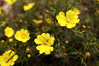 APII jpeg image of Hibbertia acerosa  © contact APII