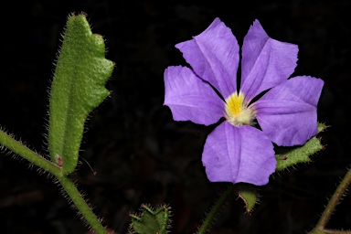 APII jpeg image of Scaevola calliptera  © contact APII