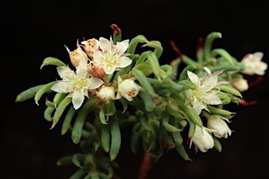 APII jpeg image of Monotaxis grandiflora var. grandiflora  © contact APII