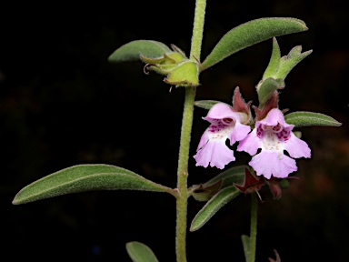 APII jpeg image of Hemigenia incana  © contact APII