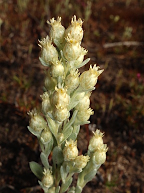 APII jpeg image of Pterochaeta paniculata  © contact APII