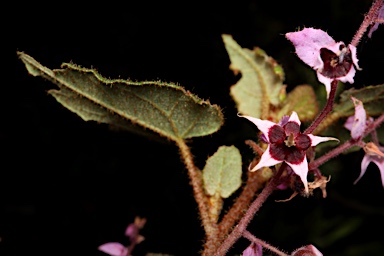 APII jpeg image of Lasiopetalum bracteatum  © contact APII