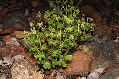 APII jpeg image of Hydrocotyle callicarpa  © contact APII