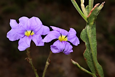 APII jpeg image of Dampiera coronata  © contact APII