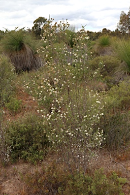 APII jpeg image of Kunzea micrantha subsp. micrantha  © contact APII