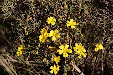 APII jpeg image of Hibbertia acerosa  © contact APII