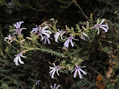 APII jpeg image of Lechenaultia floribunda  © contact APII