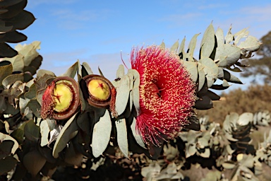 APII jpeg image of Eucalyptus macrocarpa subsp. elachantha  © contact APII