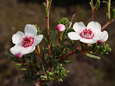 APII jpeg image of Babingtonia grandiflora  © contact APII