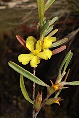 APII jpeg image of Hibbertia subvaginata  © contact APII