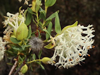 APII jpeg image of Pimelea leucantha  © contact APII