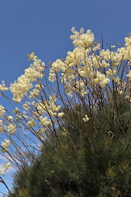 APII jpeg image of Grevillea leucopteris  © contact APII