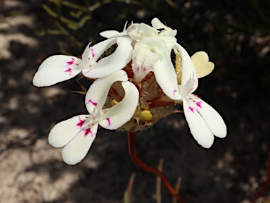 APII jpeg image of Stylidium crossocephalum  © contact APII