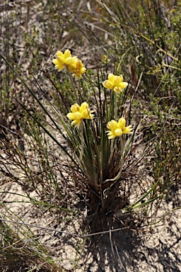 APII jpeg image of Conostylis angustifolia  © contact APII