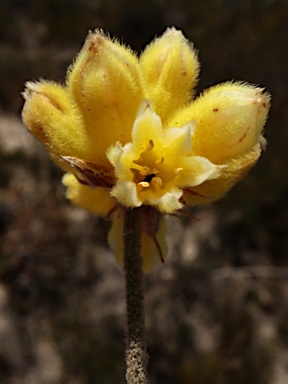 APII jpeg image of Conostylis angustifolia  © contact APII