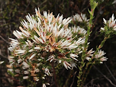 APII jpeg image of Andersonia heterophylla  © contact APII