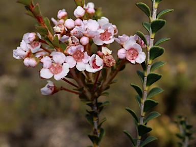 APII jpeg image of Scholtzia laxiflora  © contact APII