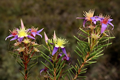 APII jpeg image of Calytrix depressa  © contact APII