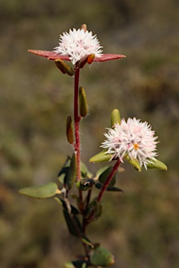 APII jpeg image of Leucopogon plumuliflorus  © contact APII