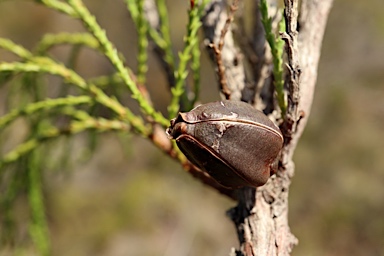 APII jpeg image of Callitris acuminata  © contact APII