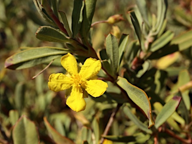 APII jpeg image of Hibbertia racemosa  © contact APII