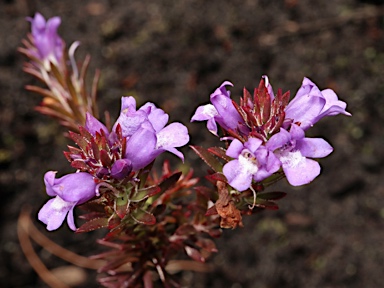 APII jpeg image of Eremophila densifolia subsp. densifolia  © contact APII