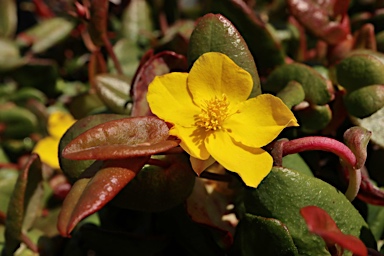 APII jpeg image of Hibbertia perfoliata  © contact APII