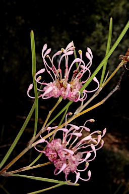 APII jpeg image of Grevillea bracteosa  © contact APII