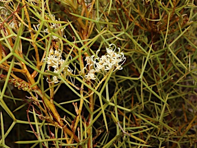 APII jpeg image of Grevillea leucoclada  © contact APII