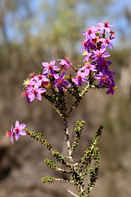 APII jpeg image of Calytrix leschenaultii  © contact APII