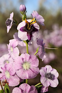 APII jpeg image of Cyanostegia lanceolata  © contact APII