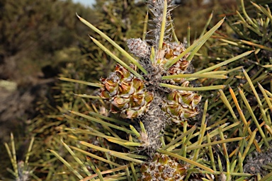 APII jpeg image of Allocasuarina pinaster  © contact APII