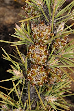 APII jpeg image of Allocasuarina pinaster  © contact APII