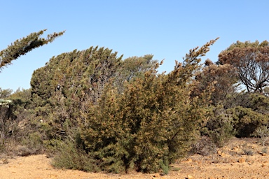 APII jpeg image of Allocasuarina pinaster  © contact APII