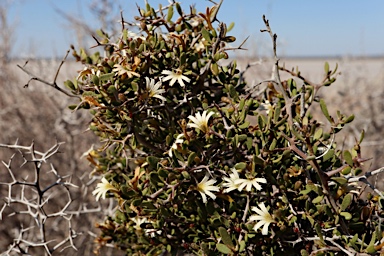 APII jpeg image of Scaevola spinescens  © contact APII