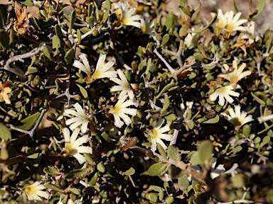 APII jpeg image of Scaevola spinescens  © contact APII