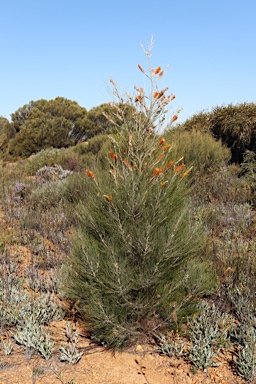 APII jpeg image of Grevillea excelsior  © contact APII