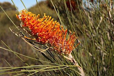 APII jpeg image of Grevillea excelsior  © contact APII