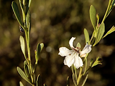 APII jpeg image of Coopernookia strophiolata  © contact APII