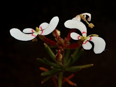 APII jpeg image of Stylidium involucratum  © contact APII