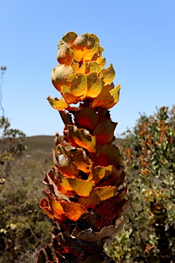 APII jpeg image of Hakea victoria  © contact APII