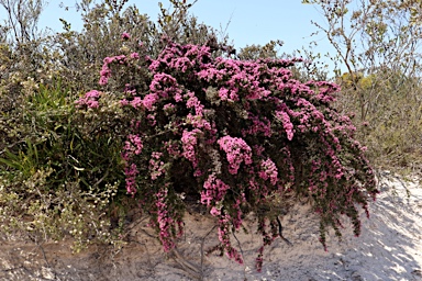 APII jpeg image of Melaleuca societatis  © contact APII