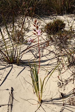 APII jpeg image of Stylidium pilosum  © contact APII