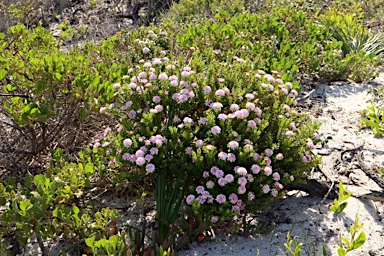 APII jpeg image of Pimelea ferruginea  © contact APII