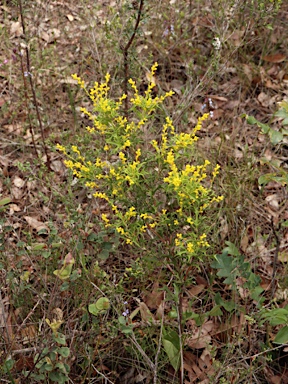 APII jpeg image of Synaphea polymorpha  © contact APII