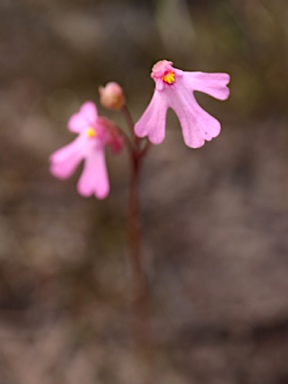 APII jpeg image of Utricularia multifida  © contact APII