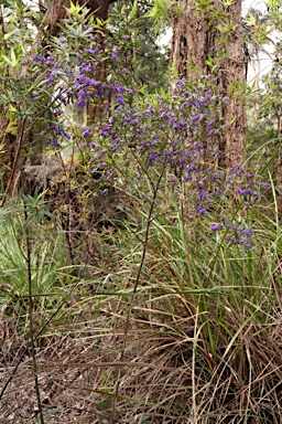 APII jpeg image of Hovea elliptica  © contact APII