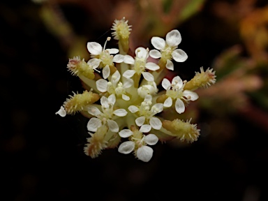 APII jpeg image of Trachymene pilosa  © contact APII