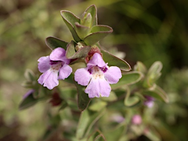 APII jpeg image of Hemigenia podalyrina  © contact APII